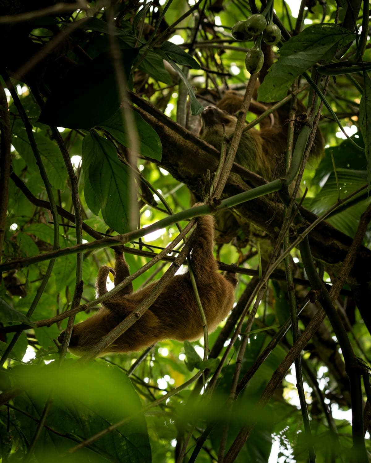 Three-toed sloth hanging from a tree branch in the Costa Rican rainforest